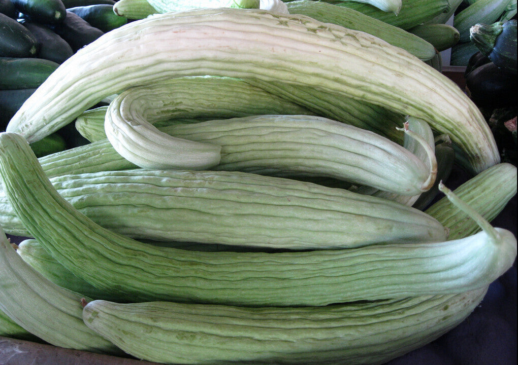 Cucumber- Armenian