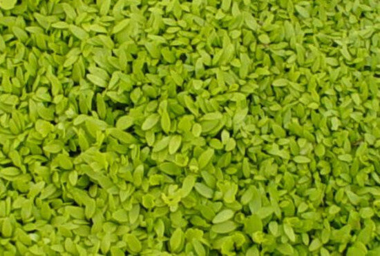 Chinese Celery- Light Green